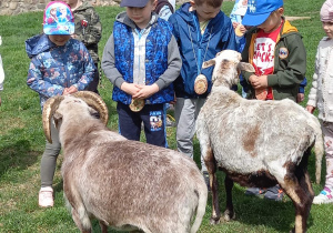 Karmienie owiec peruwiańskich.
