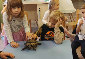 Dzieci obserwują żółwia.